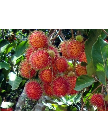 1 Arbol de Rambutan rojo - Chom chom (Nephelium lappaceum)Los mejores arboles tropicales de mEXICO