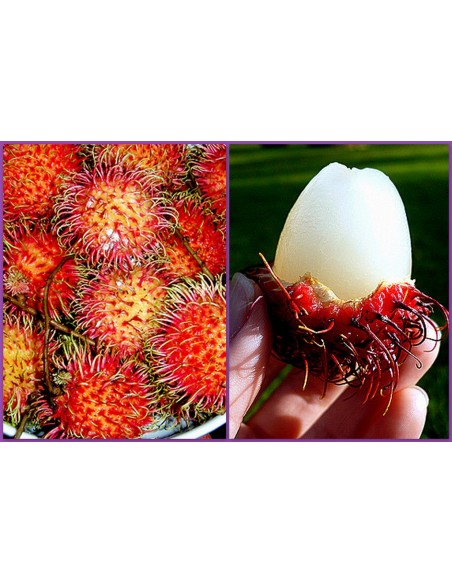 1 Arbol de Rambutan rojo - Chom chom (Nephelium lappaceum)Los mejores arboles tropicales de mEXICO