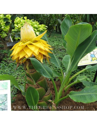 Chinese dwarf banana ( Musella lasiocarpa ) Golden lotto flower plant - Green Shop tropical's