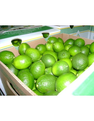 1 Persian Lime (Tahiti lime) Citrus x latifolia - Live grafted plant for sale