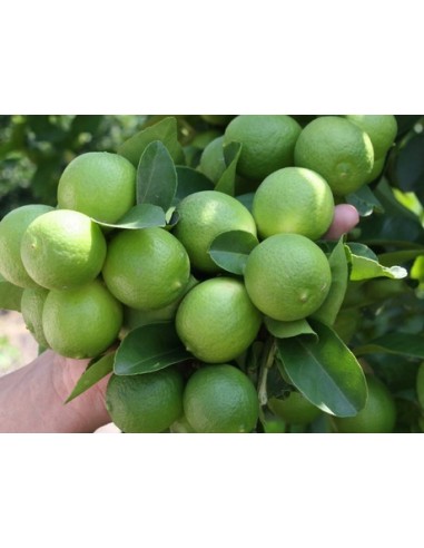 1 Persian Lime (Tahiti lime) Citrus x latifolia - Live grafted plant for sale
