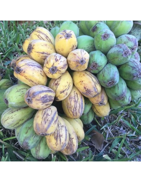 Platano ''Pitogo'' Ultra raro - Musa spp. Bananero enano real, frutos dulces - Banana