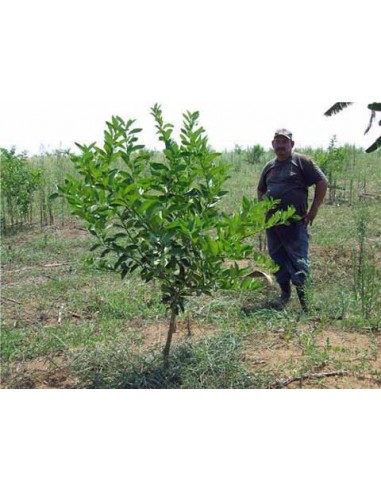 1 Arbolito de Limon Persa (Citrus x latifolia) Limon Tahiti o Lima persa Para cultivo o siembra en huerto casero.