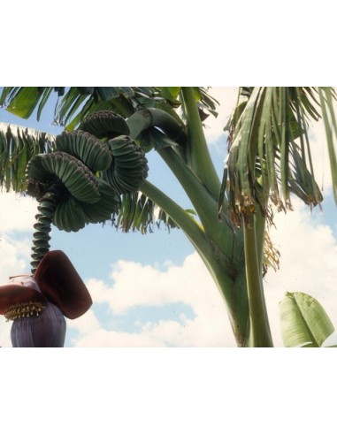 Banana ''Praying hands'' Buy here live plants (Musa hybrid) WHERE TO BUY!! HERE