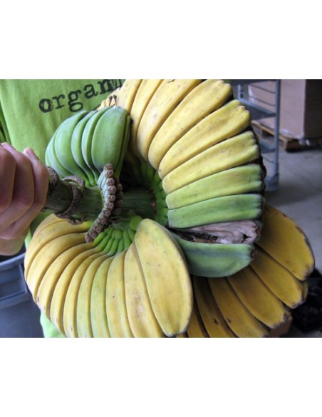 Banana ''Praying hands'' Buy here live plants (Musa hybrid) WHERE TO BUY!! HERE Banana ''Praying hands'' Buy here live plants (Musa hybrid) WHERE TO BUY!! HERE