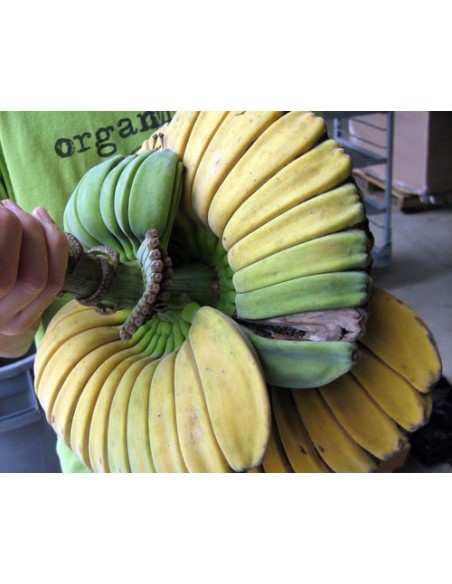 Platano ''Manos que rezan'' - Muy rara variedad de Banano (Musa hibrido) Platano fruto exotico de coleccion