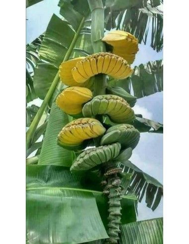 Banana ''Praying hands'' Buy here live plants (Musa hybrid) WHERE TO BUY!! HERE