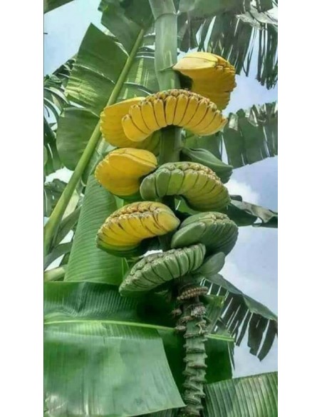 Banana ''Praying hands'' Buy here live plants (Musa hybrid) WHERE TO BUY!! HERE Banana ''Praying hands'' Buy here live plants (Musa hybrid) WHERE TO BUY!! HERE