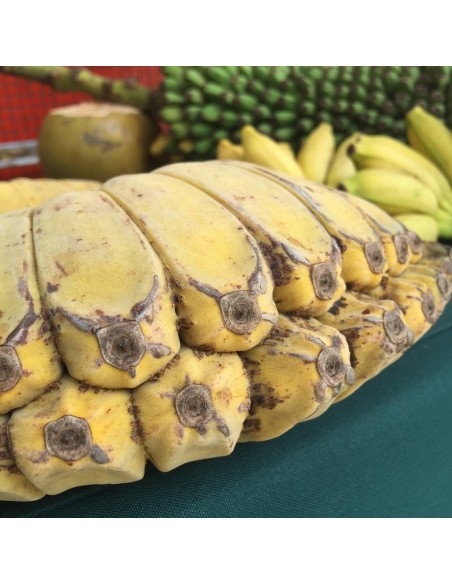 Platano ''Manos que rezan'' - Muy rara variedad de Banano (Musa hibrido) Platano fruto exotico de coleccion