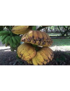 Platano ''Manos que rezan'' - Muy rara variedad de Banano (Musa hibrido) Platano fruto exotico de coleccion 2