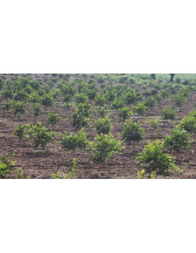 1 Persian Lime (Tahiti lime) Citrus x latifolia - Live grafted plant for sale