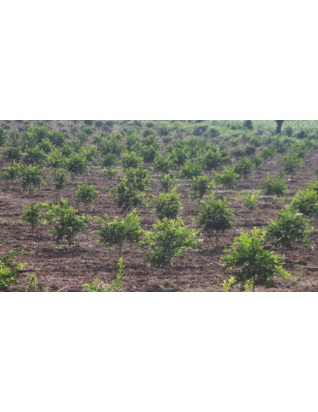 1 Persian Lime (Tahiti lime) Citrus x latifolia - Live grafted plant for sale