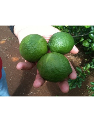 1 Arbolito de Limon Persa (Citrus x latifolia) Limon Tahiti o Lima persa Para cultivo o siembra en huerto casero.