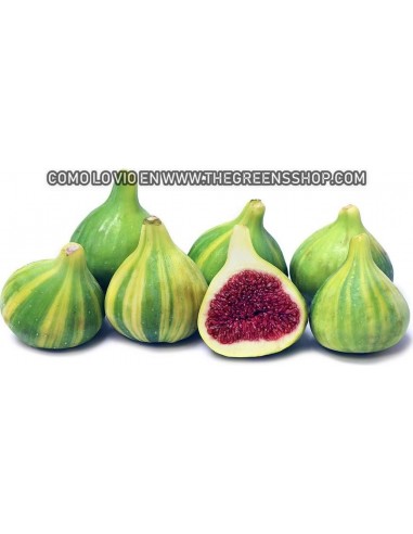 Tiger stripe fig (Ficus carica) - BUY RARE EVERGREENS AND TROPICALS - ONLINE TGSC TREE NURSERIES INC.