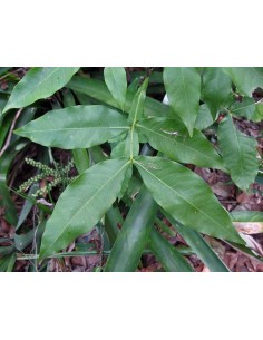 1 Arbolito de Huaya de montaña - ( Melicoccus bijugatus ) - Mamoncillo Fruta Endemica de Veracruz Mexico Guaya fruit 2