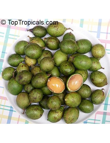 1 Spanish lime - Melicocus bijugatus - Huaya de montaña fruit from Mexico tropicals
