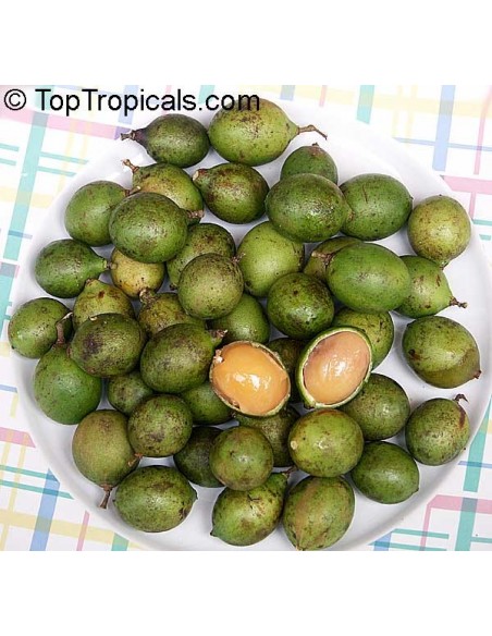 1 Spanish lime - Melicocus bijugatus - Huaya de montaña fruit from Mexico tropicals