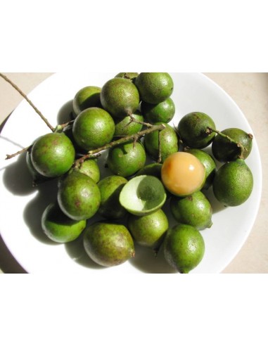 1 Spanish lime - Melicocus bijugatus - Huaya de montaña fruit from Mexico tropicals