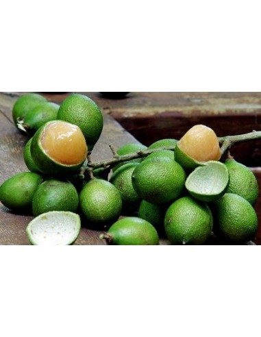 1 Spanish lime - Melicocus bijugatus - Huaya de montaña fruit from Mexico tropicals
