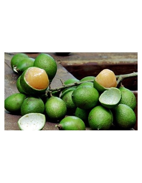 1 Arbolito de Huaya de montaña - ( Melicoccus bijugatus ) - Mamoncillo Fruta Endemica de Veracruz Mexico Guaya fruit