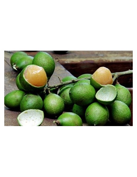 1 Spanish lime - Melicocus bijugatus - Huaya de montaña fruit from Mexico tropicals