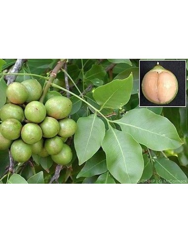 1 Arbolito de Guaya - Huaya (Talisia olivaeformis) Cotoperiz Venta de arboles