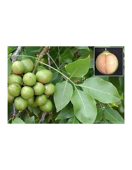 1 Arbolito de Guaya - Huaya (Talisia olivaeformis) Cotoperiz Venta de arboles