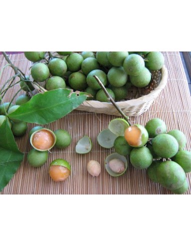 1 Cotoperiz -Talisia olivaeformis live plant For sale - Huaya