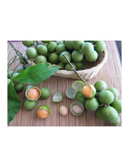 1 Cotoperiz -Talisia olivaeformis live plant For sale - Huaya