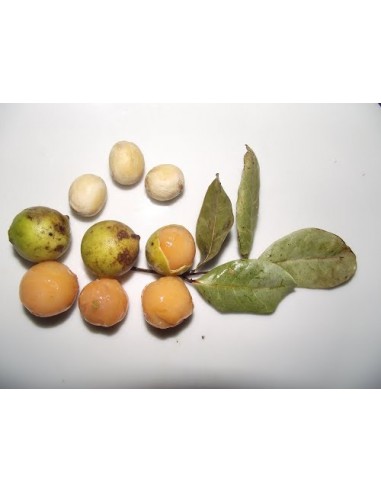 1 Cotoperiz -Talisia olivaeformis live plant For sale - Huaya