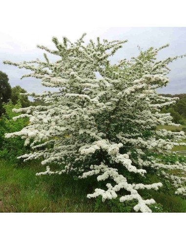 1 Arbolito de Espino blanco ingles (Crataegus monogyna) Promocion pack 3 arboles