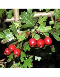 Mayhaw tree (Crataegus monogyna) AWESOME AND RARE AMERICAN FRUIT 2