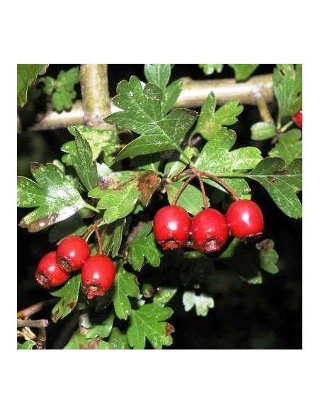 1 Arbolito de Espino blanco ingles (Crataegus monogyna) Promocion pack 3 arboles