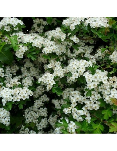 1 Arbolito de Espino blanco ingles (Crataegus monogyna) Promocion pack 3 arboles