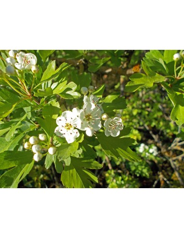 1 Arbolito de Espino blanco ingles (Crataegus monogyna) Promocion pack 3 arboles