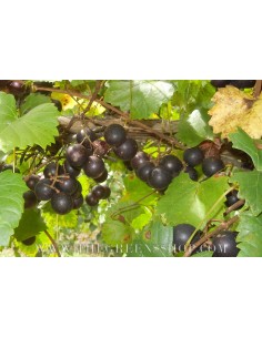Venta de Parras de UVA MUSCADINA (Uva semi-tropical) Vitis rotundifolia VENTA EN MEXICO COMPRAR 2