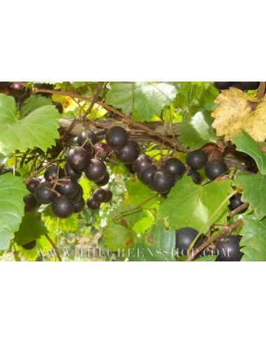 Venta de Parras de UVA MUSCADINA (Uva semi-tropical) Vitis rotundifolia VENTA EN MEXICO COMPRAR