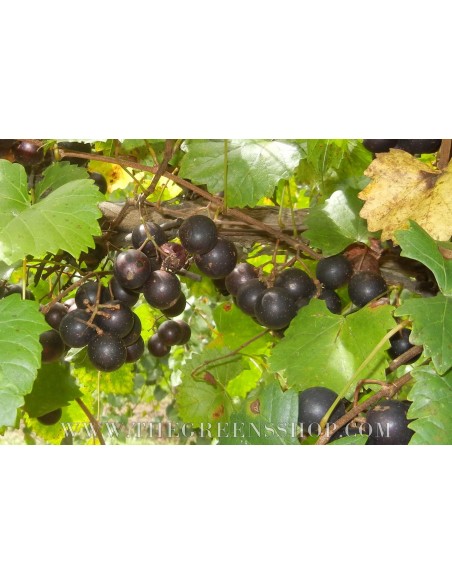 Venta de Parras de UVA MUSCADINA (Uva semi-tropical) Vitis rotundifolia VENTA EN MEXICO COMPRAR Venta de Parras de UVA MUSCADINA (Uva semi-tropical) Vitis rotundifolia VENTA EN MEXICO COMPRAR