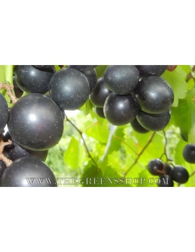 Junts muscadine Grape vine (Vitis rotundifolia) Female FOR SALE ONLINE - BUY HERE