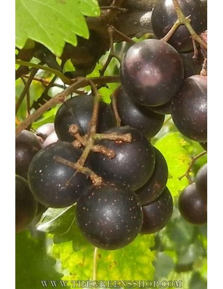 Venta de Parras de UVA MUSCADINA (Uva semi-tropical) Vitis rotundifolia VENTA EN MEXICO COMPRAR Venta de Parras de UVA MUSCADINA (Uva semi-tropical) Vitis rotundifolia VENTA EN MEXICO COMPRAR