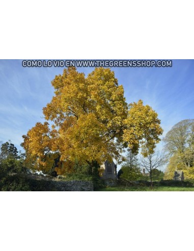 1 Live Shagbark Hikory tree (Sweet nut) LIVE TREES ONLINE STORE -