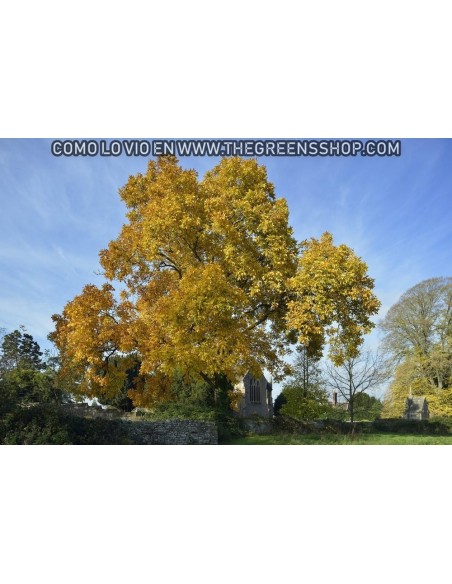 1 Live Shagbark Hikory tree (Sweet nut) LIVE TREES ONLINE STORE -