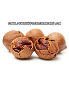 1 Live Shagbark Hikory tree (Sweet nut) LIVE TREES ONLINE STORE -