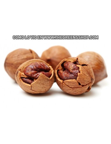 1 Live Shagbark Hikory tree (Sweet nut) LIVE TREES ONLINE STORE -