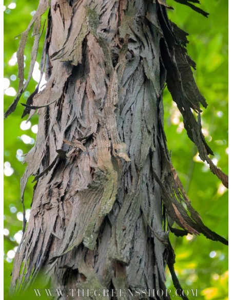 1 Live Shagbark Hikory tree (Sweet nut) LIVE TREES ONLINE STORE -