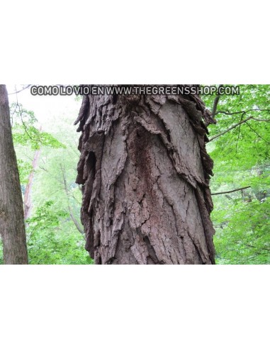 1 Live Shagbark Hikory tree (Sweet nut) LIVE TREES ONLINE STORE -