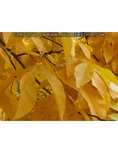 1 Live Shagbark Hikory tree (Sweet nut) LIVE TREES ONLINE STORE -