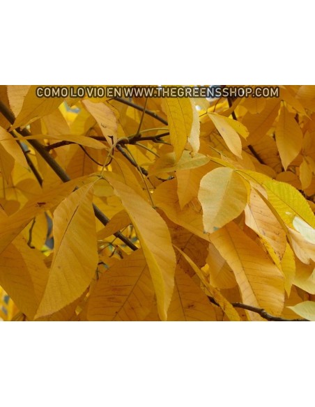 1 Live Shagbark Hikory tree (Sweet nut) LIVE TREES ONLINE STORE -