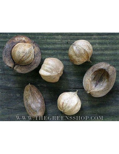 1 Live Shagbark Hikory tree (Sweet nut) LIVE TREES ONLINE STORE -