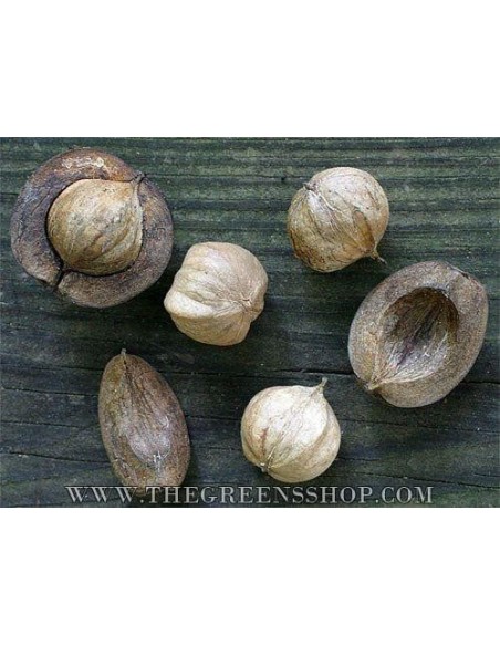 1 Live Shagbark Hikory tree (Sweet nut) LIVE TREES ONLINE STORE -